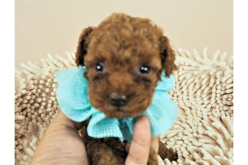 成約済の埼玉県のトイプードル-107815の1枚目